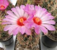 /album/mexiko/thelocactus-bicolor-v-tricolor-jpg/